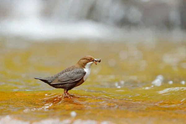White Throated Dipper Standing Water Closeup — Stock Photo, Image
