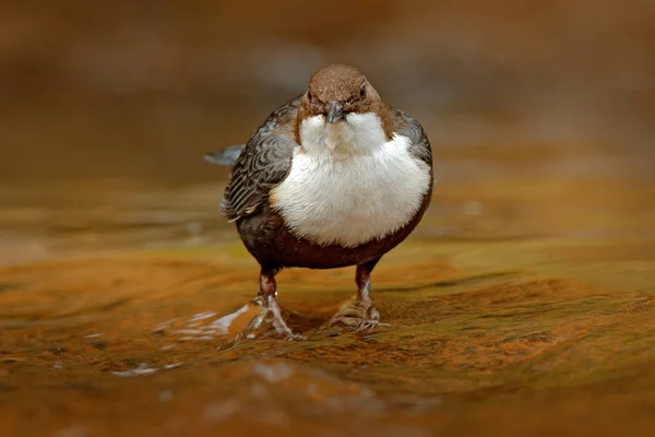 White Throated Dipper Perched Water Closeup — Stock Photo, Image