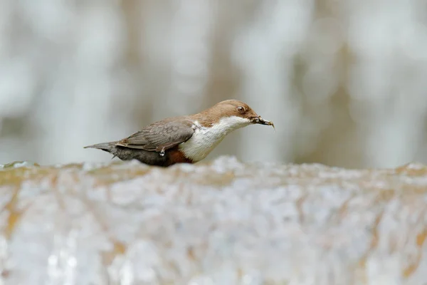 White Throated Dipper White Throat Sitting Waterfall Food Bill — Stock Photo, Image