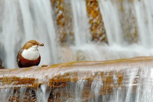 Skorec Vodní Bílým Hrdlem Sedí Poblíž Vodopádu Jídlem Billa — Stock fotografie