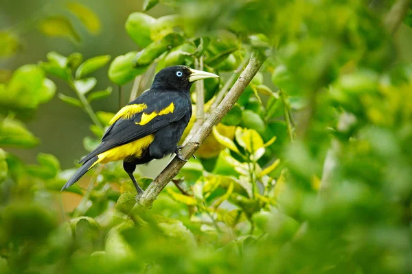 Yellow Black Bird Sitting Branch Trinidad Tobago — Stock Photo, Image