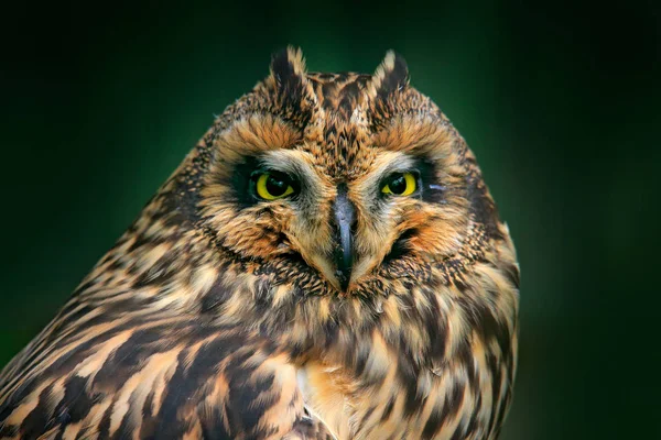 Kır Baykuşu Güzel Sarı Gözlü Ayrıntı Portresi — Stok fotoğraf