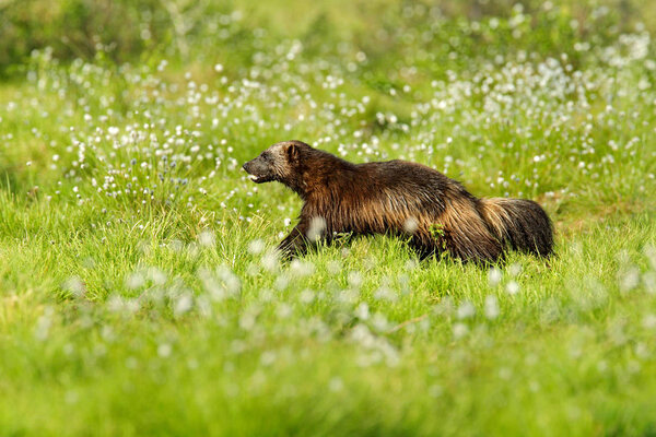 Running dangerous Wolverine in taiga summer grass, Finland.