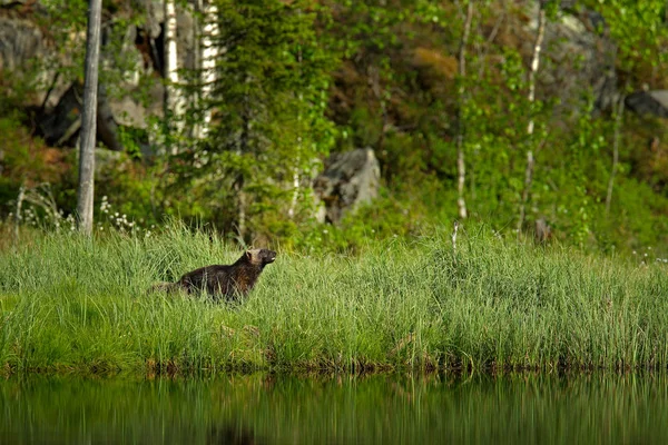Опасный Волк Летней Траве Тайги Финляндия — стоковое фото