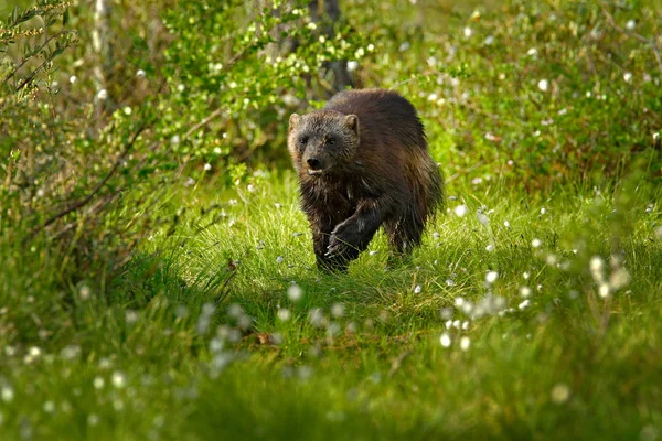 Ejecución Wolverine Peligroso Hierba Verano Taiga Finlandia — Foto de Stock