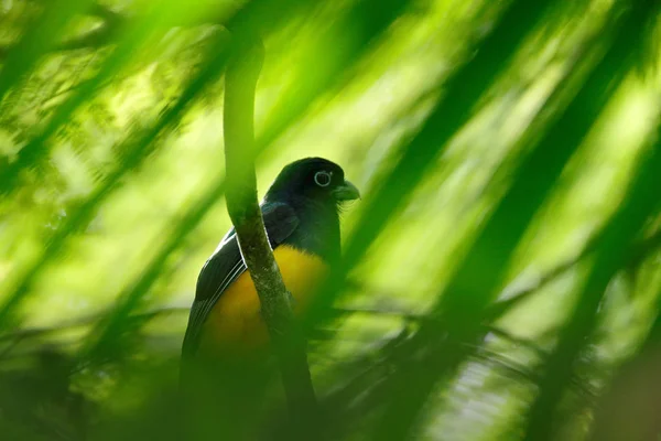 Oiseau Tropical Exotique Jaune Bleu Foncé Assis Sur Une Branche — Photo