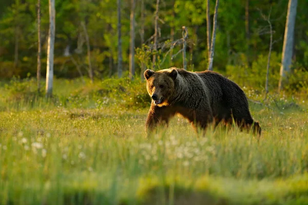 大棕熊走在自然森林栖息地 芬兰附近的俄罗斯边境 — 图库照片