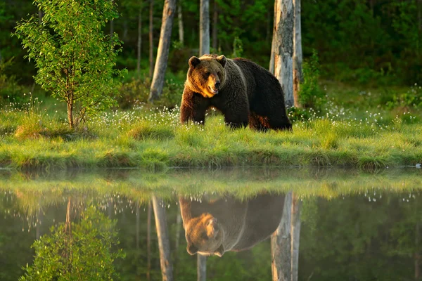 Grande Urso Marrom Andando Torno Lago Habitat Floresta — Fotografia de Stock