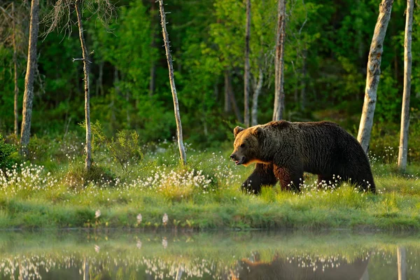 Grande Urso Marrom Andando Torno Lago Habitat Floresta — Fotografia de Stock