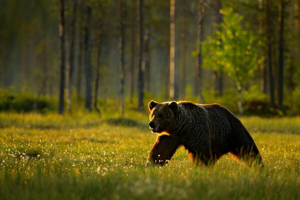 big brown bear walking in nature forest habitat, Finland, near Russian border.