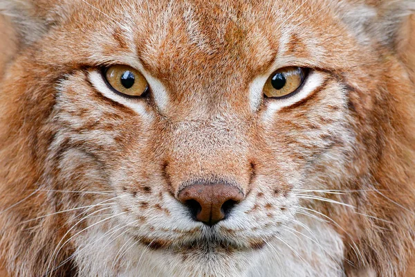 Primer Plano Del Retrato Cara Lince Con Hermosos Ojos —  Fotos de Stock