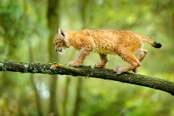 Yeşil Orman Ağaç Dalı Üzerinde Yürüyen Genç Lynx — Stok fotoğraf