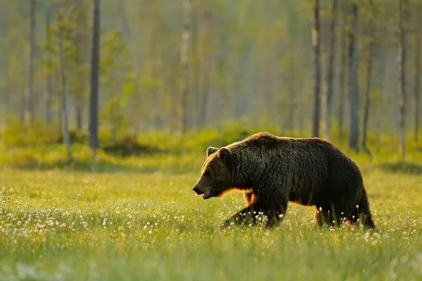 Nagy Barna Medve Séta Természet Erdei Habitat Finnország Orosz Határ — Stock Fotó