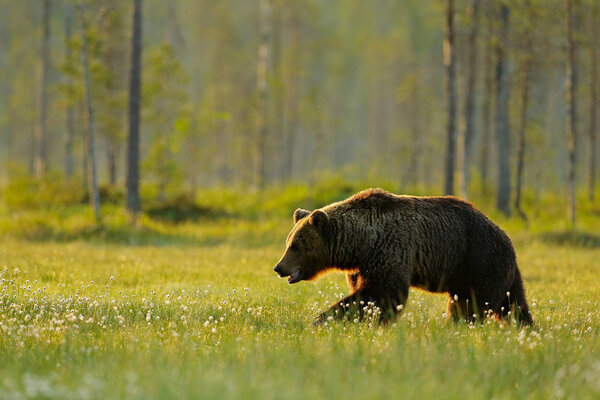 big brown bear walking in nature forest habitat, Finland, near Russian border.
