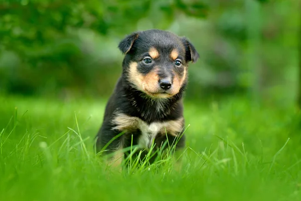 Lindo Perro Cachorro Con Punta Hasta Orejas Sentado Verde Hierba —  Fotos de Stock