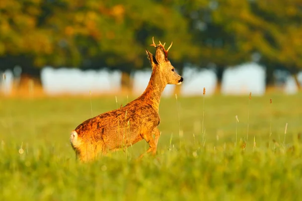 Roe Deer Walking Grass Green Trees Background — Stock Photo, Image