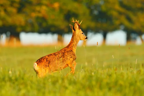 Chevreuil Marchant Dans Herbe Sur Fond Arbres Verts — Photo