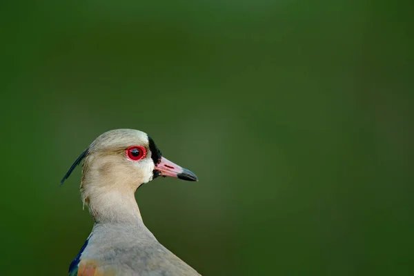 Pato Exótico Aquático Com Olhos Vermelhos Habitat Natural Pantanal Brasil — Fotografia de Stock