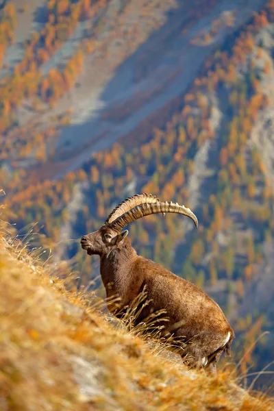 Stenbock Med Berg Landskap Bakgrund Nationalparken Gran Paradiso Italien — Stockfoto