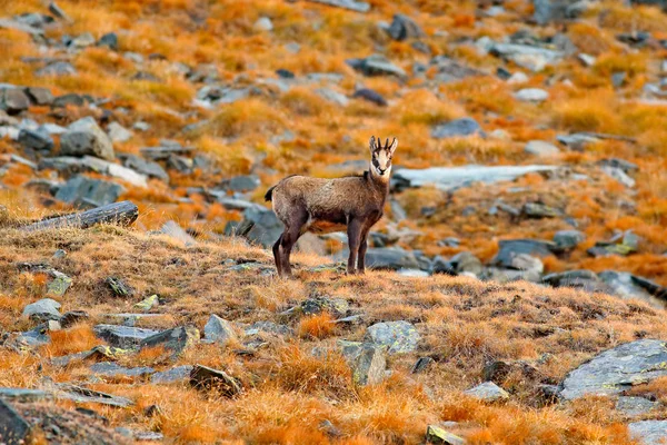 Ovejas Salvajes Con Cuernos Colina Con Hierba Otoño Montaña Gran —  Fotos de Stock