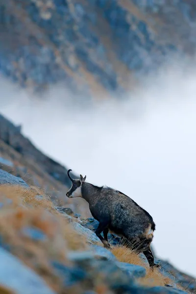 Wild Sheep Horns Hill Autumn Grass Mountain Gran Paradiso Italy — Stock Photo, Image