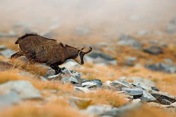 Dzikie Owce Rogami Wzgórzu Jesiennej Trawy Góra Gran Paradiso Włochy — Zdjęcie stockowe