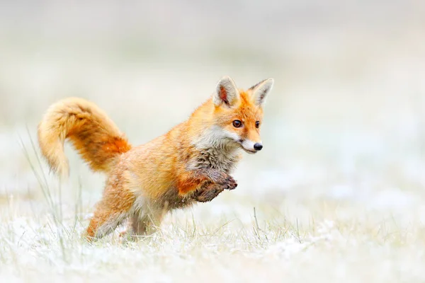Red Fox Lesní Louce Tráva — Stock fotografie