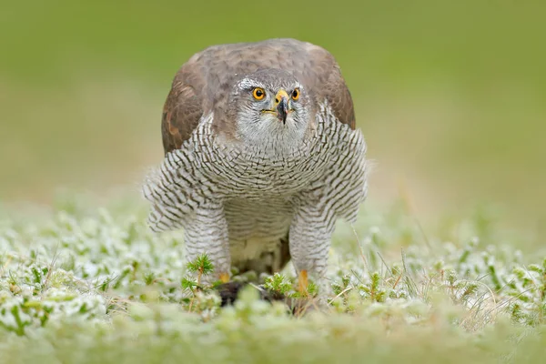 Duvhök Med Dödade Bytet Grönt Skogsområde — Stockfoto