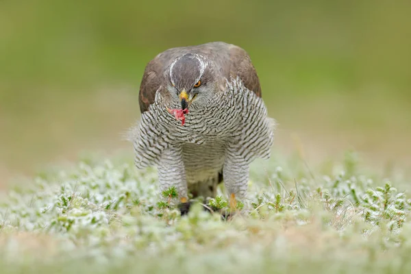 Goshawk Zabitých Kořist Oblasti Lesní Zelená — Stock fotografie