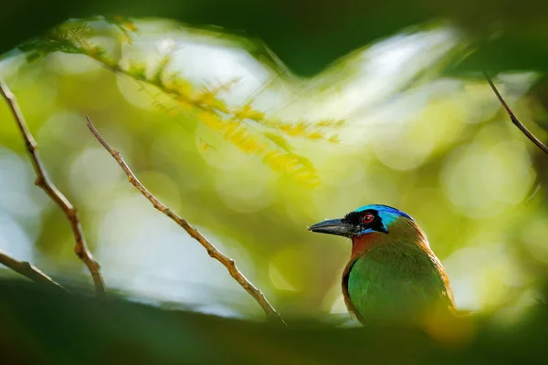 Egzotyczny Ptak Siedzący Gałęzi Charakter Siedliska Lasu — Zdjęcie stockowe