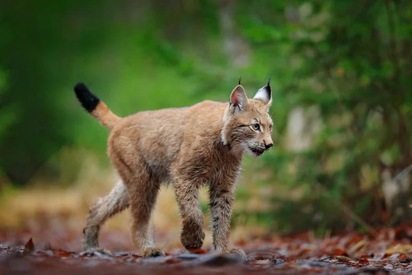 Eurasian Lynx Walking Autumn Forest Checa Europa — Fotografia de Stock