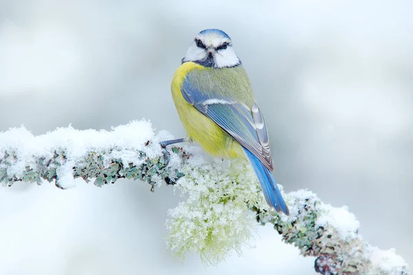 Retrato Detalhe Pássaro Tit Azul Ramo Nevado — Fotografia de Stock