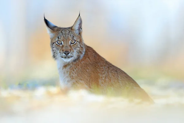 地面に座って カメラで探してヨーロッパオオヤマネコ — ストック写真