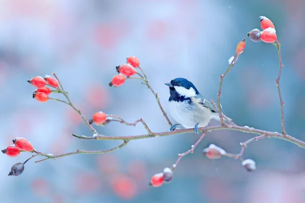 煤炭山雀在雪狂放的红色玫瑰色分支 — 图库照片