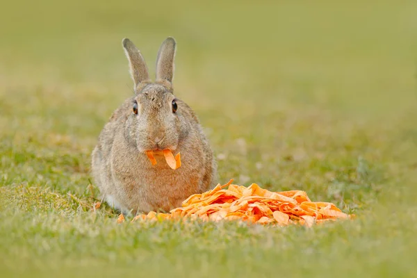 Niedliche Kaninchen Mit Orangefarbenen Karotten Sitzen Gras — Stockfoto