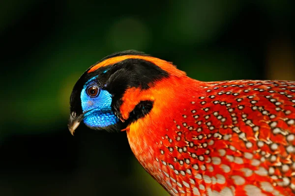 Detalle Retrato Pájaro Exótico Raro Con Cabeza Negra Azul Naranja — Foto de Stock