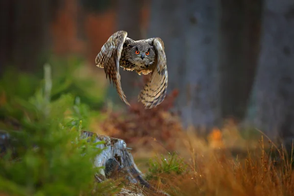 Chouette Aigle Eurasienne Volante Aux Ailes Ouvertes Sur Fond Forêt — Photo