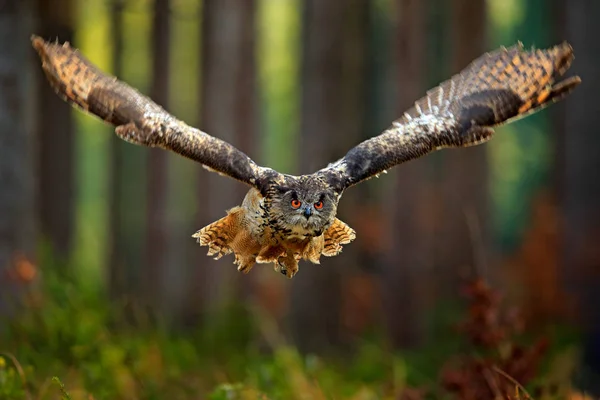 Voando Eurasian Eagle Coruja Com Asas Abertas Fundo Floresta — Fotografia de Stock