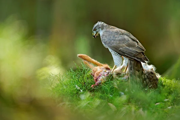 Goshawk Con Liebre Muerta Vegetación Verde —  Fotos de Stock