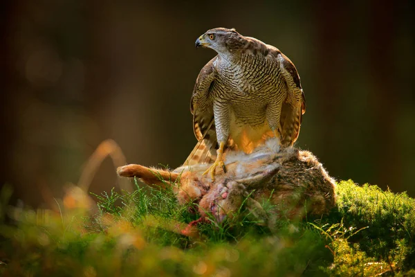 Goshawk Killed Hare Green Vegetation — Stock Photo, Image