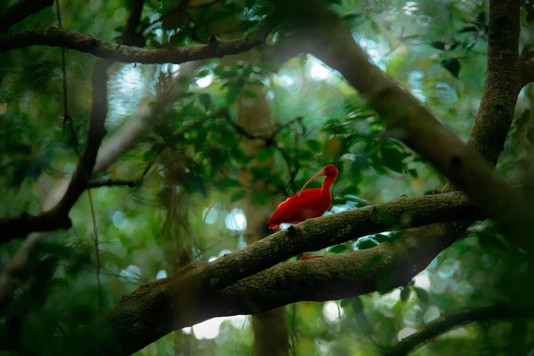 Röd Exotisk Fågel Ibis Sitter Trädgren Skog Caroni Swamp Trinidad — Stockfoto