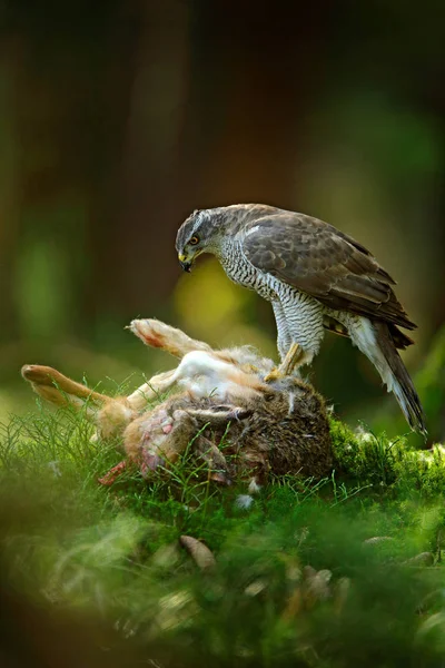 Duvhök Med Dödade Hare Grön Vegetation — Stockfoto