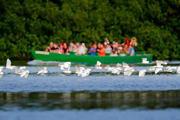 Човен Людьми Любителі Природи Річці Зграєю Птахів Зеленому Тропічному Лісі — стокове фото