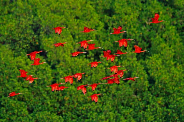 Bandada Aves Rojas Exóticas Volando Sobre Fondo Árboles Verdes Pantano —  Fotos de Stock