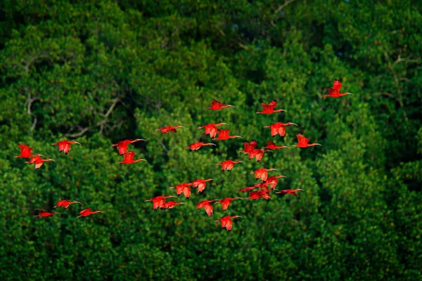 Koyu Yeşil Ağaçlar Arka Planda Caroni Bataklık Trinidad Tobago Caribbean — Stok fotoğraf