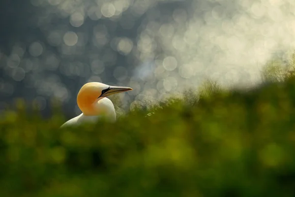 Helgoland 背景为 Gannet 和深蓝色海水 — 图库照片