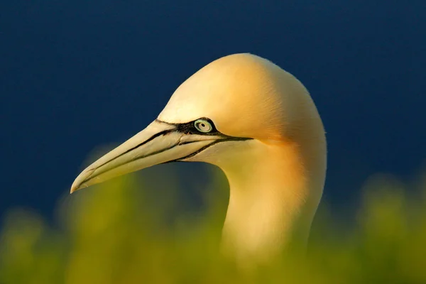 Detail Kopf Porträt Von Basstölpel Mit Dunkelblauem Meerwasser Auf Dem — Stockfoto