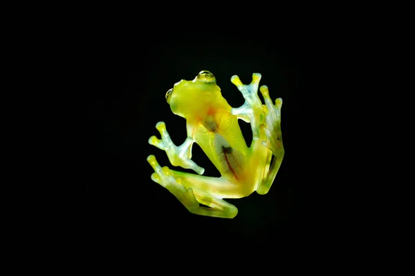 피부와 배경에 보이는 개구리 — 스톡 사진