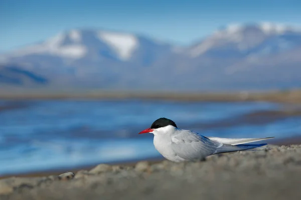 Biały Ptak Czarna Czapka Tle Arktycznym Svalbard Norwegia — Zdjęcie stockowe