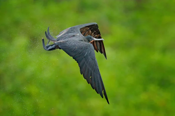 壮大な緑の植物で熱帯性の鳥グンカンドリを飛んで — ストック写真